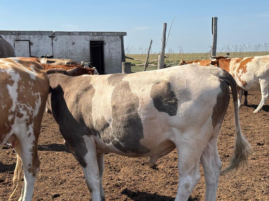 Бычок полторашка