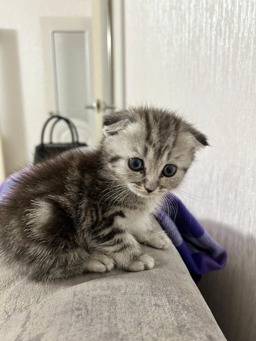 Вислоухая шотландская девочка