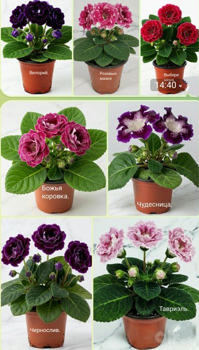 Укоренённые листочки глокстний