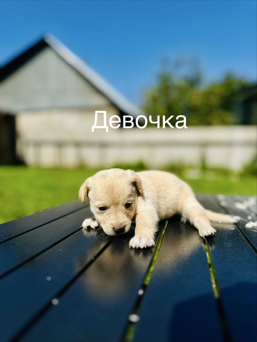 Срочно. 6 щенков ищут дом