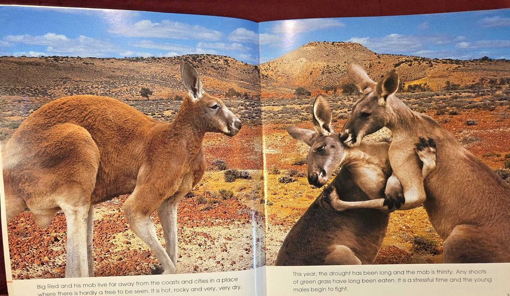 Кенгуруто. Фото-разказ / Living With the Mob