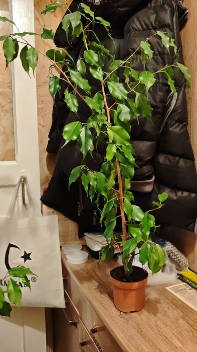 Продам фикус Бенджамина