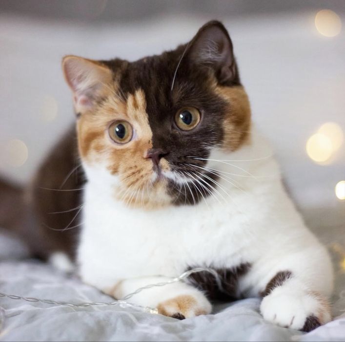 Британские котята