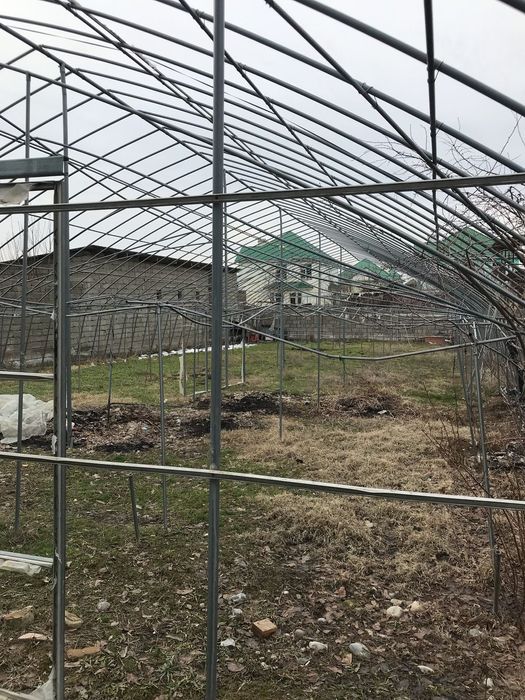 Парник тпелитца осы