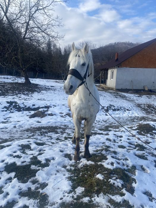 Vand cal  de tras probe la fata locului detali n privat pret 4500 lei