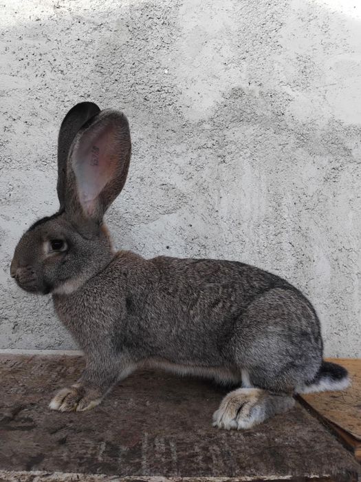 Femelă Uriaș german