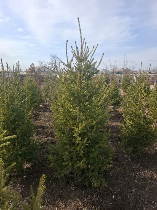 Ёлки 1.8 - 2 х метровые
