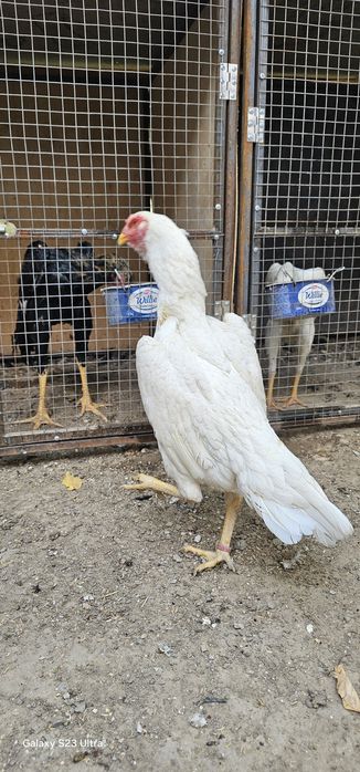 Tagidagi kementariyani oqib tel qilin .Nems o shamo 100%