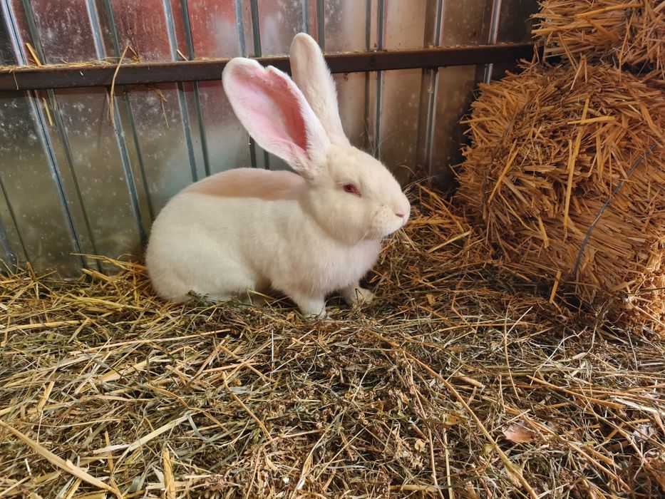 Mascul Urias German Alb