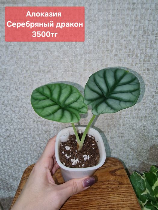 Комнатные цветы (адаптированные)