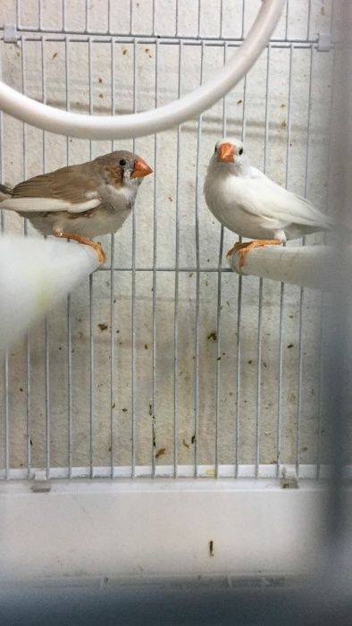 Амадины декоративные птички