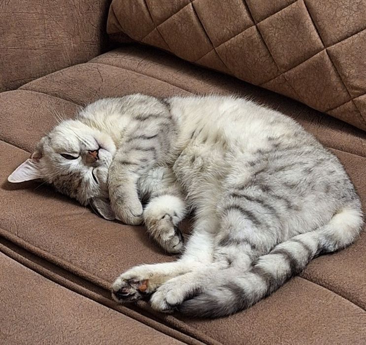 Британская Шиншилла