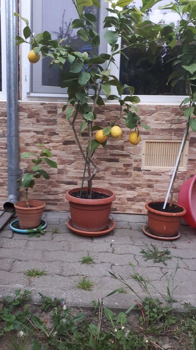 Vand lamai altoiti, cu fructe