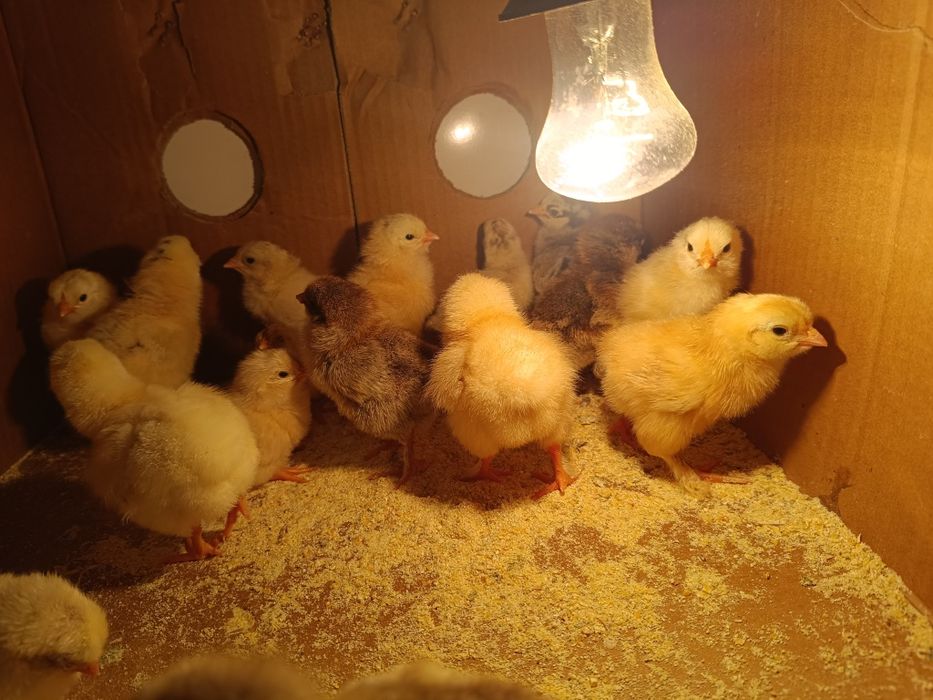 Продам домашних суточных цыплят