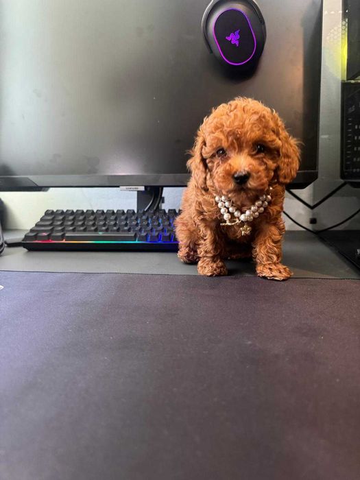 Fetita Poodle, Pudel, Canis, Barboni, Caniche Toy red 2 luni, ideala pentru familie