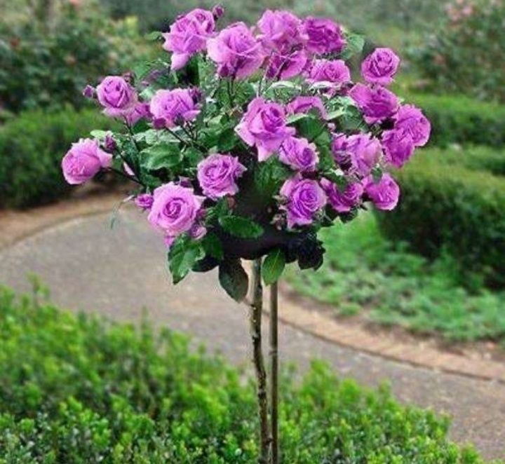 Trandafiri de tip pomișor