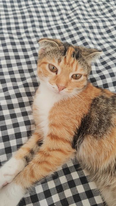 Отдам котят в паре
