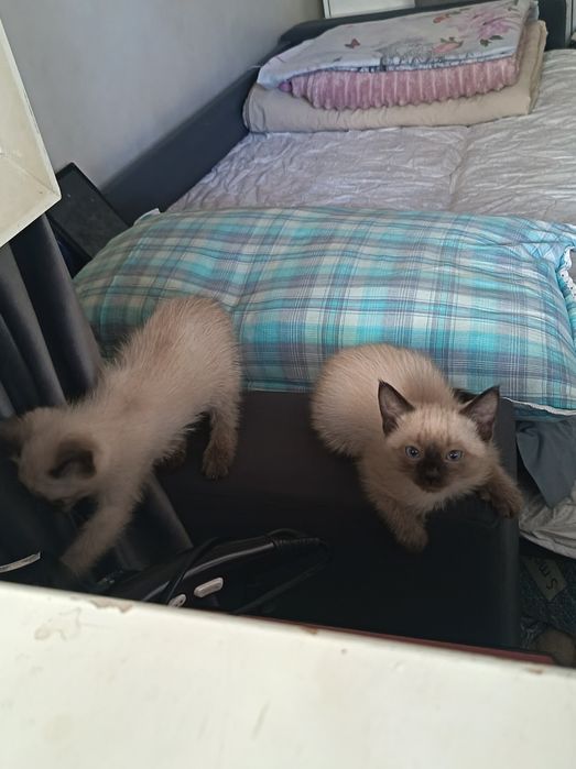 Маленькие кошки продаётся