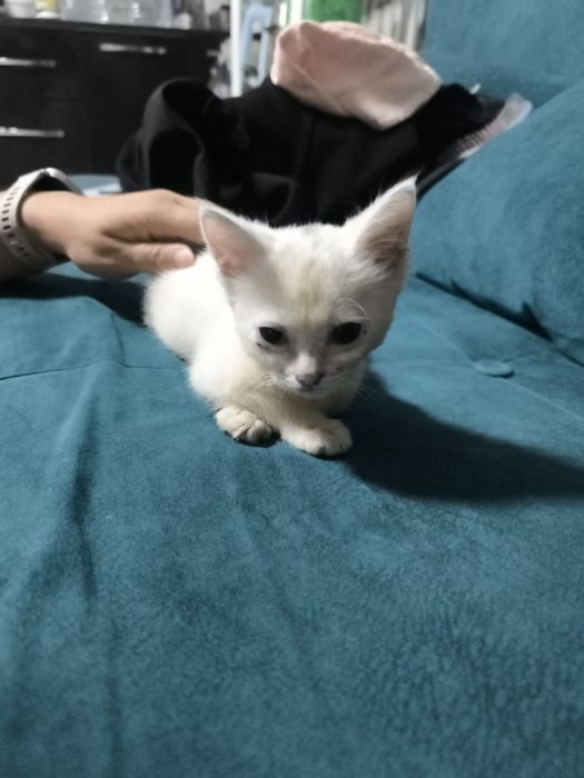 Отдам котят. Можем привезти