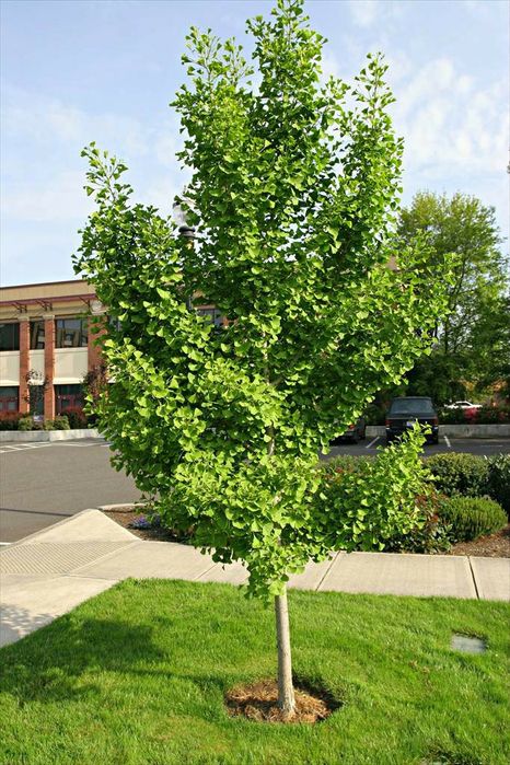 Pomi ornamental  ginkgo biloba  mariken