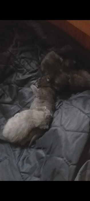 Милые котята в добрые руки