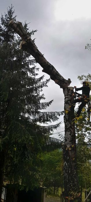 Taieri copaci la înălțime,alpinism utilitar. Elagaj.arbori .