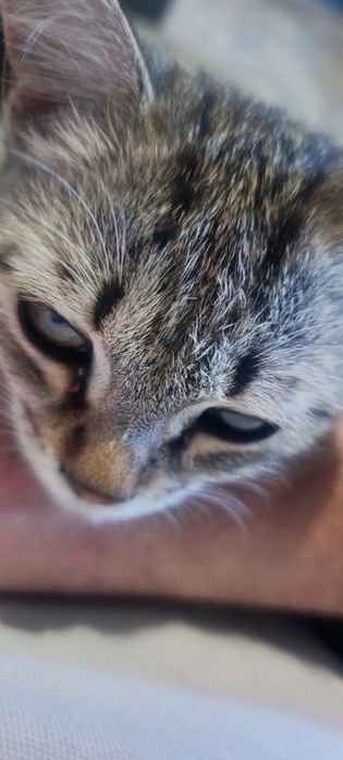 котенок(кошка пять месяцев)