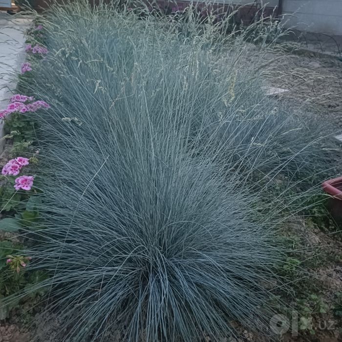 Овсянница кучатлари сотилади