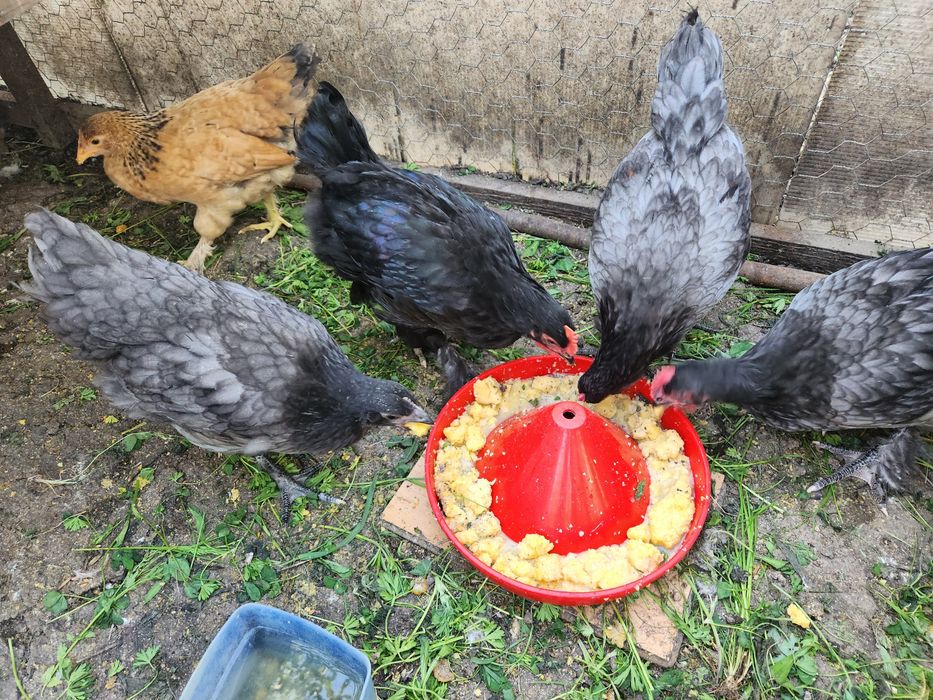 Pui Australorp dar și alte rase de ouă de 2-3 zile sauai mari