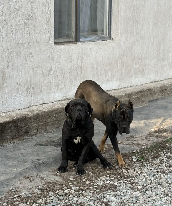 Щенки кане-корсо