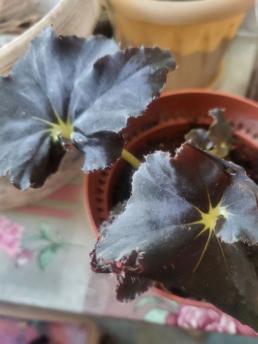 Продам растение черную бегонию