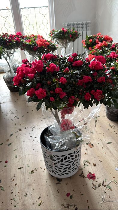 Продажа высоких азалии