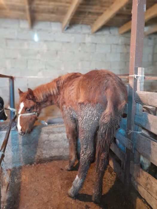 Догги стиліндегі секс және бейнелер