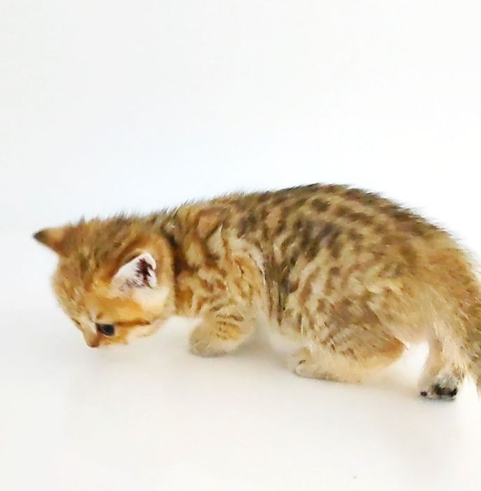 БриТанскАя ТигРяша коШечКа