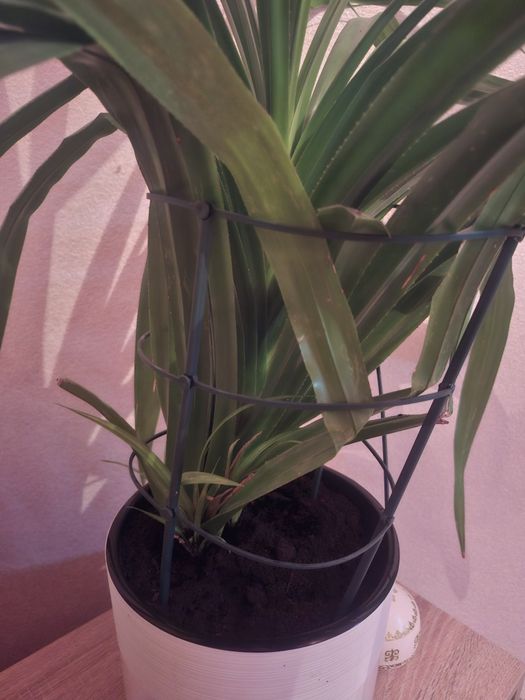 Пальма панданус (винтовая пальма)