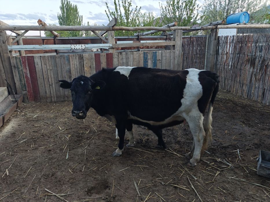 Сауылмалы сиыр сатылады