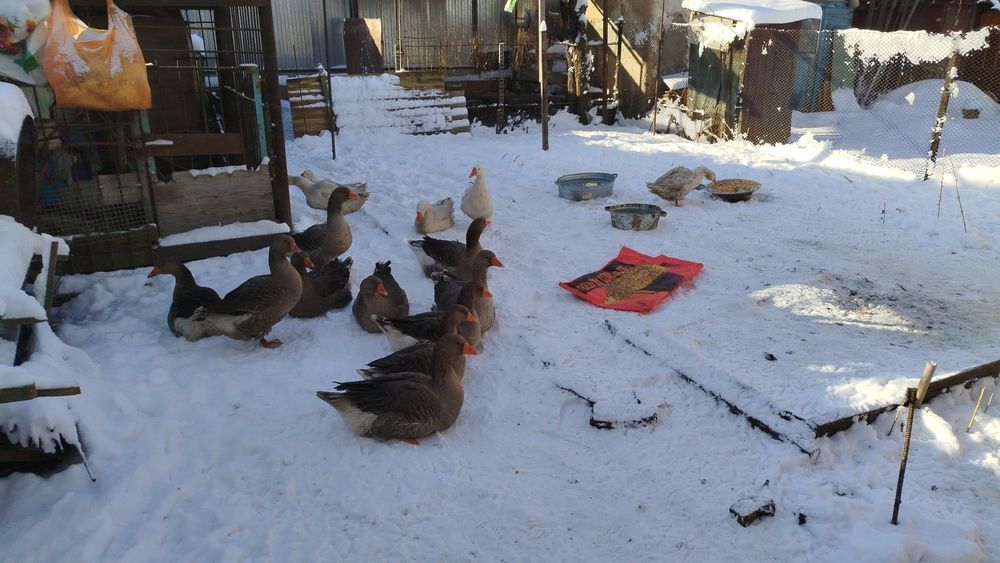 Гуси живые, откормленные!