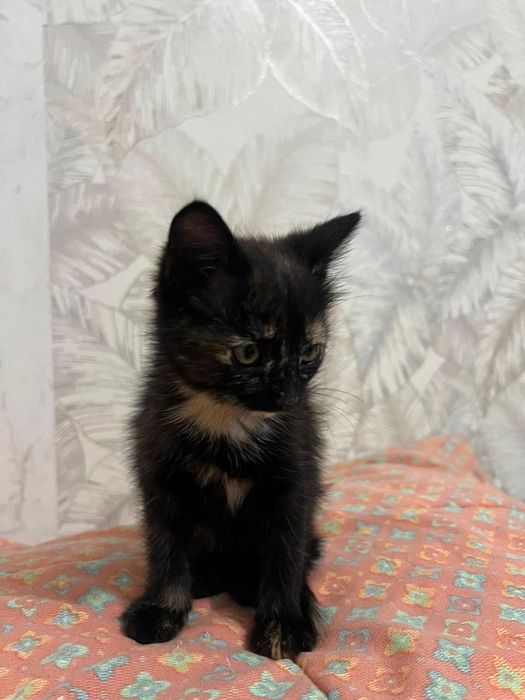 отдам котенка девочку в добрые руки