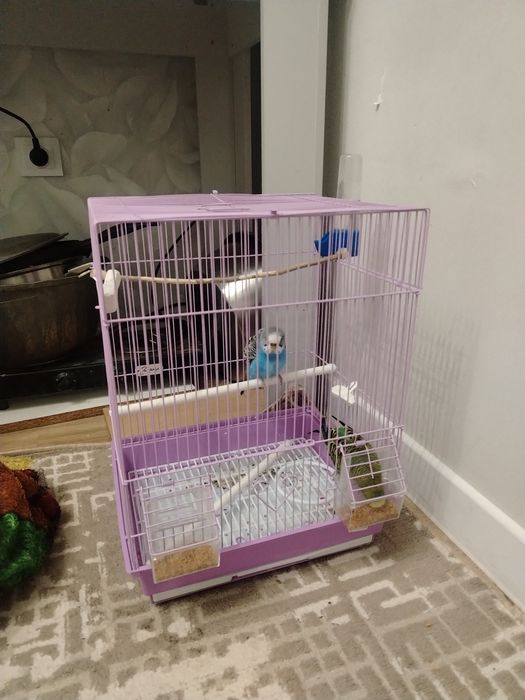 Папугай парымен сатылады