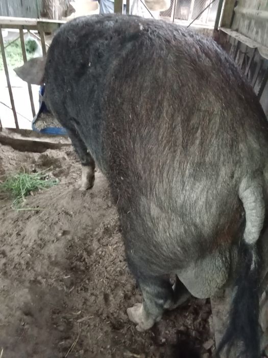 Продам кабана производителя