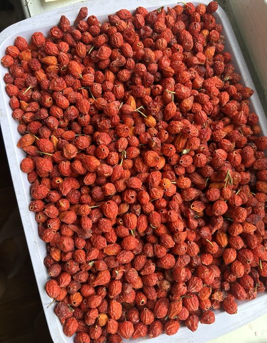 Продам дачный шиповник