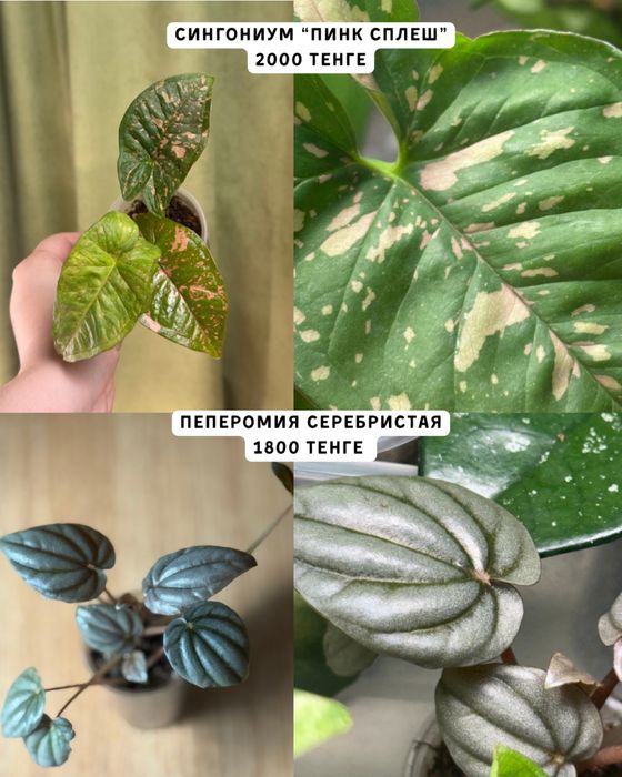 Комнатные растения