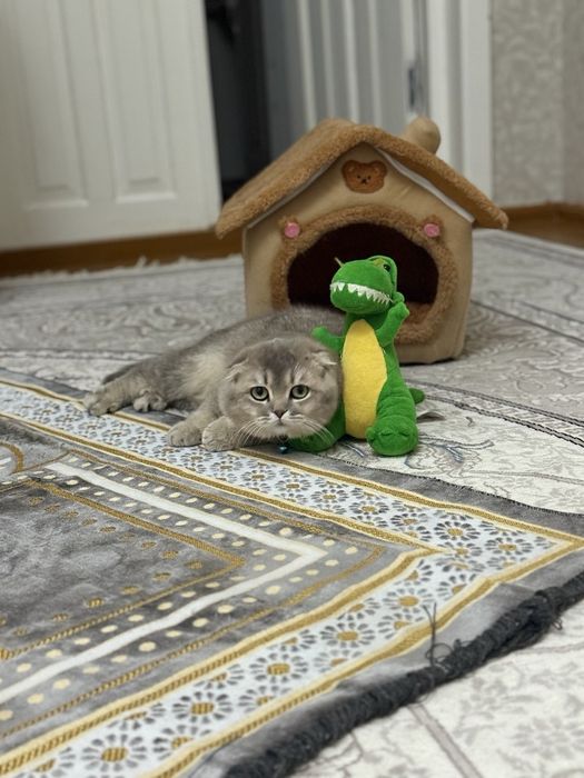 Skotish fold og'il bola