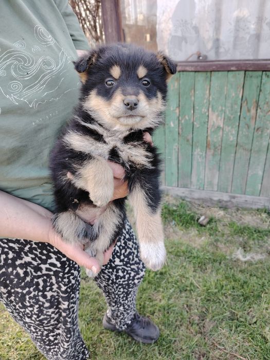 Отдам щенков 2,5 месяца