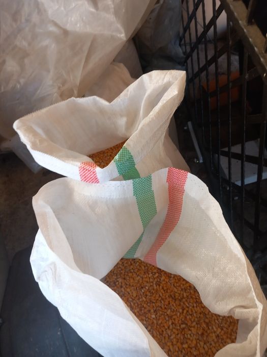 Vând porumb boabe pioner sfarmat