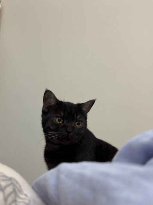 в хорошие руки, пишите на ватсап