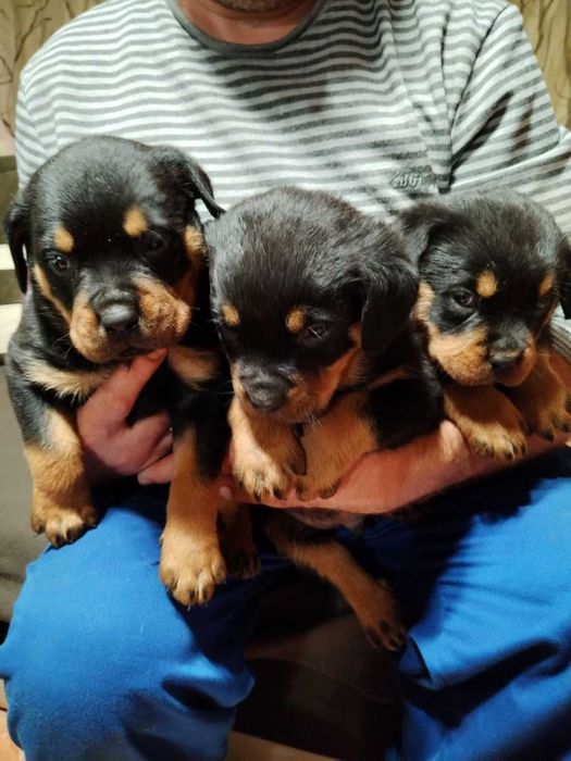 Ротвайлерчета  мъжки