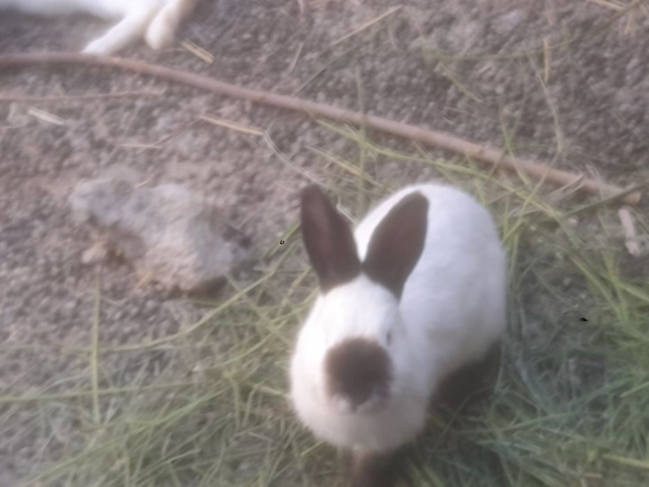 Куёнлар сотилади