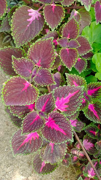 Продам цветы  укоренённые