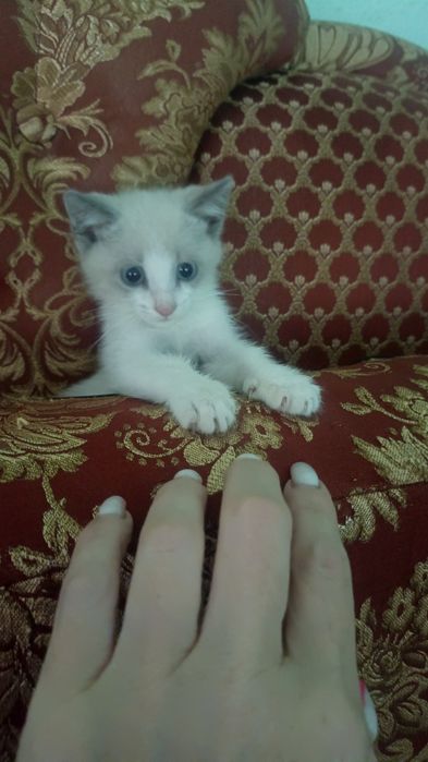 Котенок,мальчик.